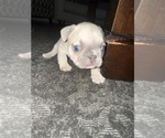 Puppy Sunny French Bulldog