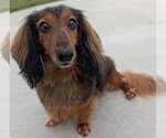 Small #1 Dachshund