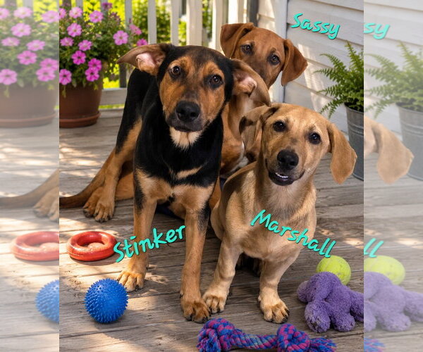 Medium Photo #3 Doberman Pinscher-Labrador Retriever Mix Puppy For Sale in Southbury, CT, USA