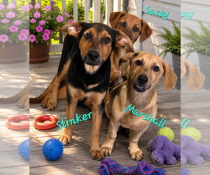 Stinker - Female Doberman Pinscher-Labrador Retriever Mix Dog for Adoption - Photo #3