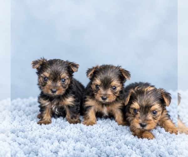 Medium Photo #1 Yorkshire Terrier Puppy For Sale in BRANDON, MS, USA