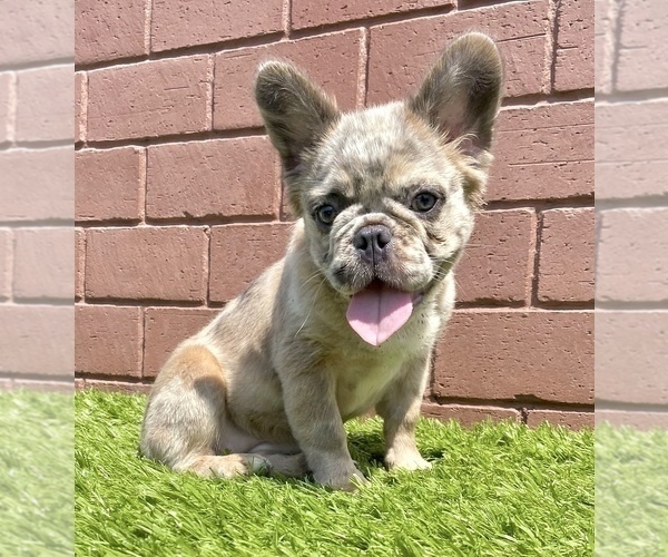 Medium Photo #21 French Bulldog Puppy For Sale in DENVER, CO, USA