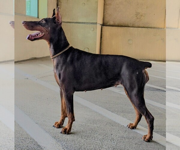 Medium Photo #1 Doberman Pinscher Puppy For Sale in ALLENTOWN, PA, USA