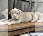 Small #2 American Bully