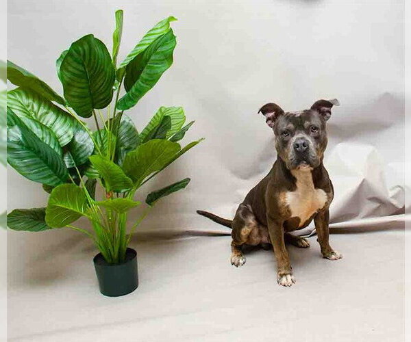 Medium Photo #2 American Bulldog-Unknown Mix Puppy For Sale in Sanford, FL, USA