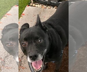 Sadie - Female Labrador Retriever-Unknown Mix Dog for Adoption - Photo #16