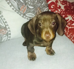Dachshund Puppy for sale in ROSLINDALE, MA, USA