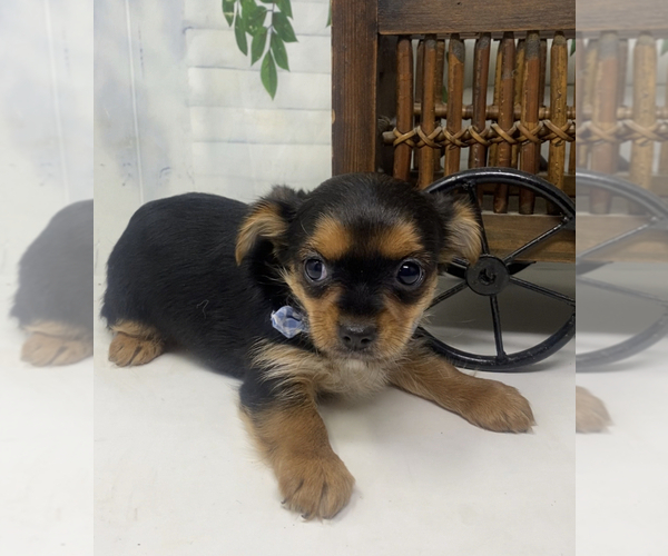Medium Photo #17 Shorkie Tzu Puppy For Sale in SELLERSBURG, IN, USA