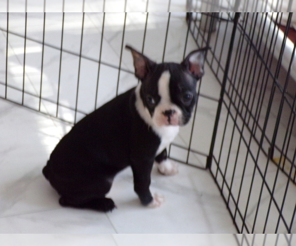 Medium Photo #7 Boston Terrier Puppy For Sale in MONROE, NH, USA