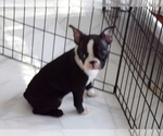 Small #6 Boston Terrier