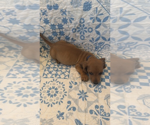 Medium Photo #6 Dachshund Puppy For Sale in WILEY, CO, USA