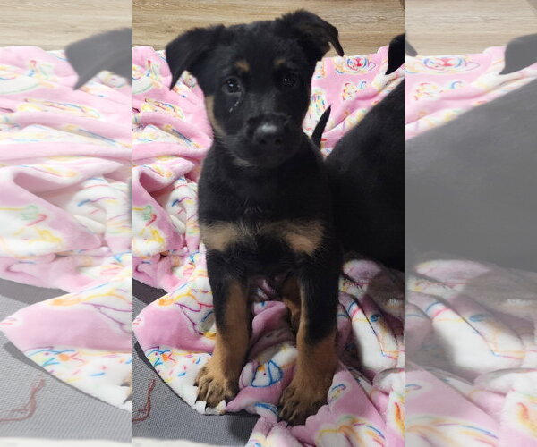 Medium Photo #2 Labrador Retriever-Unknown Mix Puppy For Sale in Marine City, MI, USA