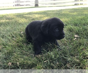 Bernese Mountain Dog-Labrador Retriever Mix Puppy for sale in SULLIVAN, IL, USA