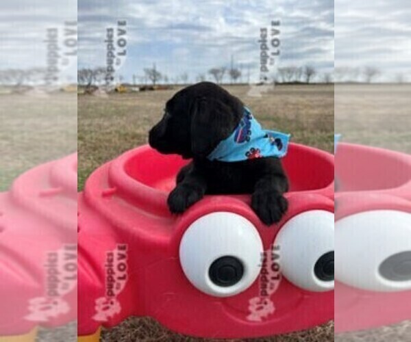 Medium Photo #4 Labrador Retriever Puppy For Sale in SANGER, TX, USA