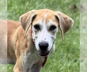 Labrador Retriever-Unknown Mix Dogs for adoption in Yardley, PA, USA
