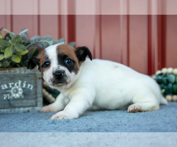 Medium Photo #16 Jack Russell Terrier Puppy For Sale in ETNA GREEN, IN, USA