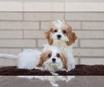 Small Photo #3 Cavachon Puppy For Sale in ROANOKE, IL, USA
