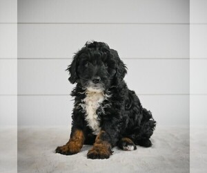 Bernedoodle Puppy for sale in ITASCA, TX, USA