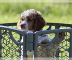Small Photo #8 Poodle (Standard) Puppy For Sale in LINDEN, TN, USA
