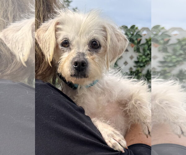 Medium Photo #1 Mutt Puppy For Sale in Newport Beach, CA, USA
