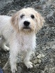 Small Photo #1 Labradoodle Puppy For Sale in REDDING, CA, USA