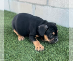 Small Photo #2 English Bulldogge Puppy For Sale in LONG BEACH, CA, USA