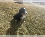 Small #3 Bernese Mountain Dog