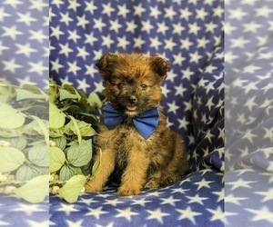 Pom-A-Poo Puppy for sale in OXFORD, PA, USA