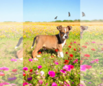 Small #6 Basenji-Rat Terrier Mix