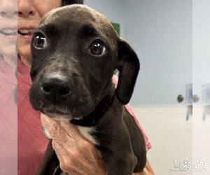 German Shorthaired Lab Dogs for adoption in Washington, DC, USA