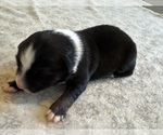 Small Photo #12 Australian Shepherd Puppy For Sale in SALISBURY, NC, USA