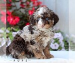 Image preview for Ad Listing. Nickname: Levi