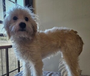 Goldendoodle-Poodle (Miniature) Mix Puppy for sale in ONTARIO, CA, USA