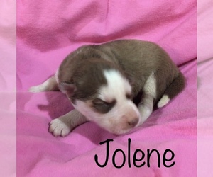 Siberian Husky Puppy for sale in DEARBORN, MO, USA
