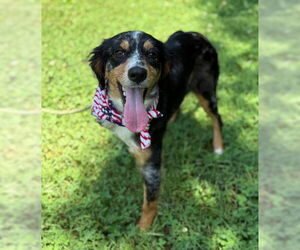 Australian Shepherd-Unknown Mix Dogs for adoption in Warrenton, VA, USA