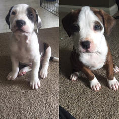 American Pit Bull Terrier Puppy for sale in NORFOLK, VA, USA