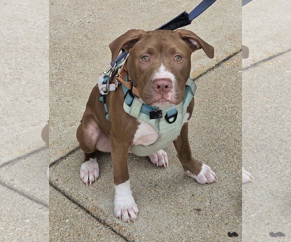 Medium Photo #1 Mutt Puppy For Sale in Spotsylvania, VA, USA