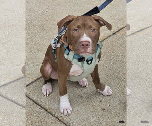 Mutt Dogs for adoption in Spotsylvania, VA, USA