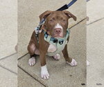 Casserole (puppy) - Male Mutt Dog for Adoption - Small photo