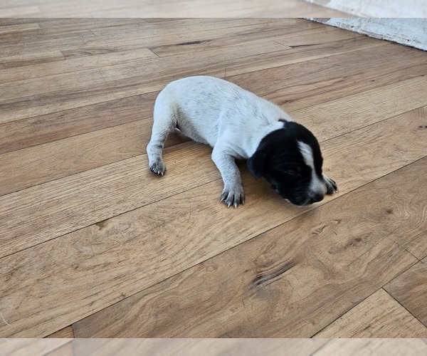 Medium Photo #2 German Shorthaired Pointer Puppy For Sale in EVANSVILLE, WY, USA