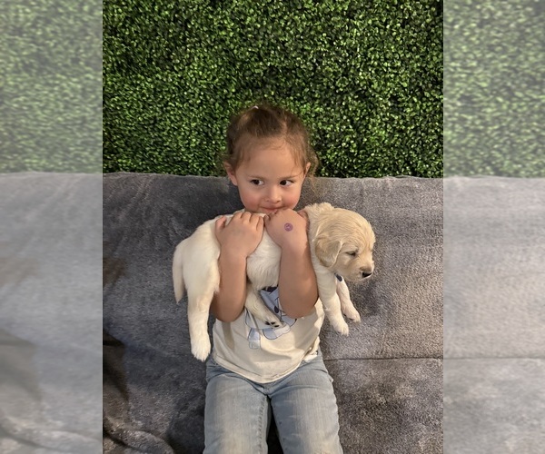 Medium Photo #7 Golden Retriever Puppy For Sale in MURRAY, UT, USA
