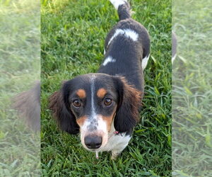 Dolly and Patsy in TN - Female Dachshund Dog for Adoption - Photo #5