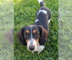 Small #4 Dachshund