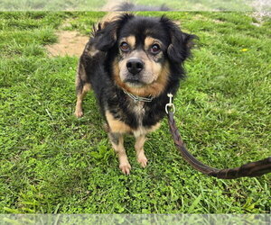 Houdini - Male Beagle-Unknown Mix Dog for Adoption - Photo #2