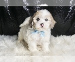 Puppy 12 Maltipoo