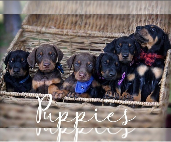 Medium Photo #24 Doberman Pinscher Puppy For Sale in LUTZ, FL, USA