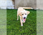 Small Photo #2 Labrador Retriever-Unknown Mix Puppy For Sale in Sandy, UT, USA