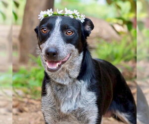 Zara - Female Mutt Dog for Adoption - Photo #2