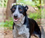 Small Photo #2 Mutt Puppy For Sale in San Juan Capistrano, CA, USA