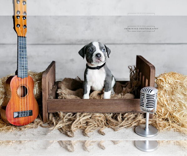 Medium Photo #2 American Pit Bull Terrier Puppy For Sale in Rockville, MD, USA